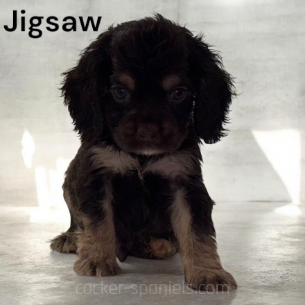puppy, for, sale, Cocker Spaniel, Joe & Cherri  Overlease, dog, breeder, Miller, MO, dog-breeder, puppy-for-sale, forsale, nearby, find, puppyfind, locator, puppylocator, aca